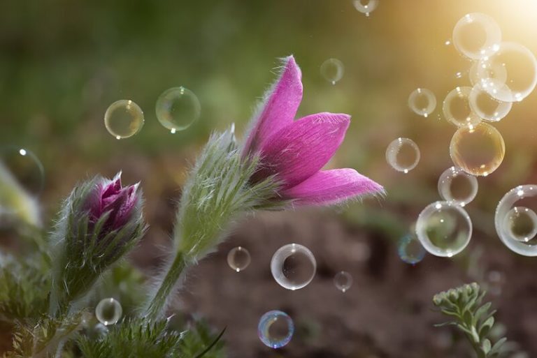 Pompas de jabón para polinizar las flores 8 Pompas de jabón para polinizar las flores