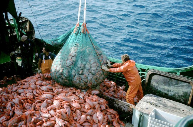 Claves del preocupante informe de la ONU, sobre el estado mundial de la pesca 7 Claves del preocupante informe de la ONU, sobre el estado mundial de la pesca