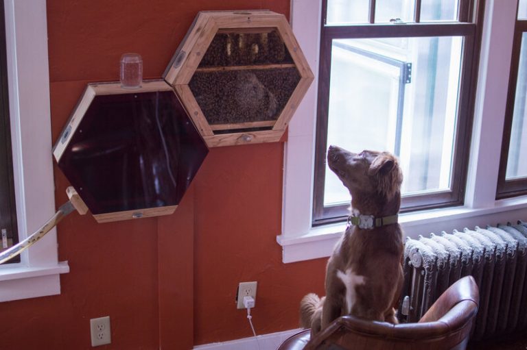 Abejas criadas en casa. Tendrías una colmena así? 9 Abejas criadas en casa. Tendrías una colmena así?