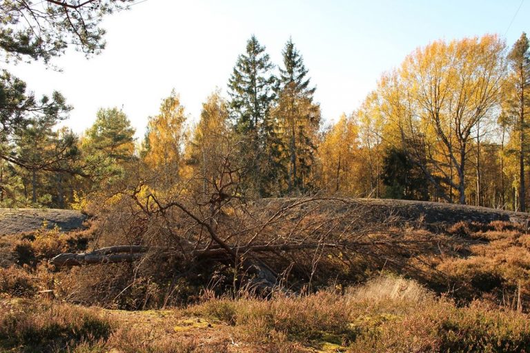 Europa pierde bosques a un ritmo alarmante 5 Europa pierde bosques a un ritmo alarmante