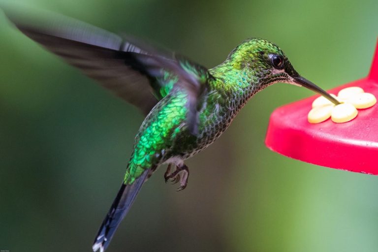 Plumas "y cerebros" brillantes: los colibríes pueden ordenar numéricamente 4 Plumas «y cerebros» brillantes: los colibríes pueden ordenar numéricamente