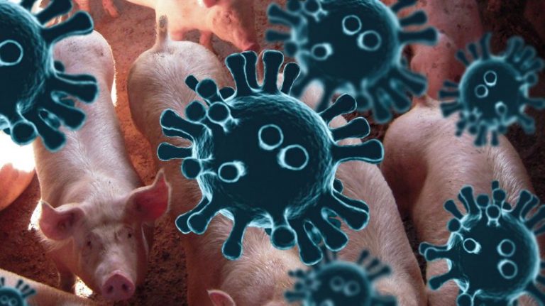 Ni la vaca ni el cerdo: la granja cultiva virus 9 Ni la vaca ni el cerdo: la granja cultiva virus