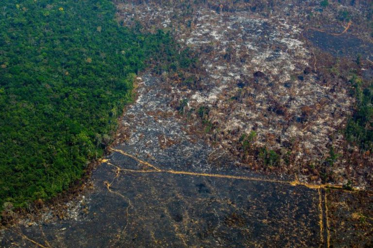 Estamos entrando en una era de pandemias, para frenarla hay que proteger los bosques