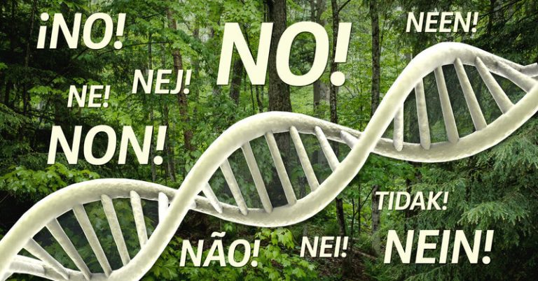 Rechazamos la manipulación genética de los bosques 4 Rechazamos la manipulación genética de los bosques