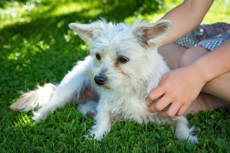 10 formas en que las mascotas ayudan a vencer la ansiedad 5 10 formas en que las mascotas ayudan a vencer la ansiedad