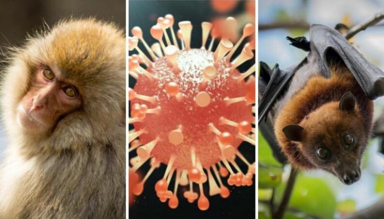 Sólo si se respetan la vida silvestre y los ecosistemas se podrán evitar futuras pandemias 5 Sólo si se respetan la vida silvestre y los ecosistemas se podrán evitar futuras pandemias