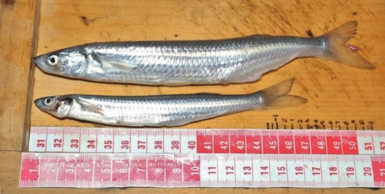 Disruptores endócrinos pueden afectar hasta tres generaciones de peces 6 Disruptores endócrinos pueden afectar hasta tres generaciones de peces