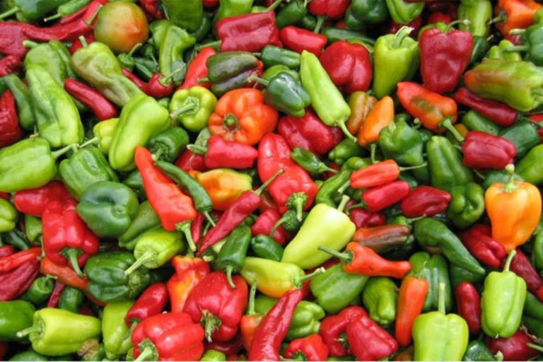 Nutricionistas revelan 10 beneficios para la salud de comer pimientos 10 Nutricionistas revelan 10 beneficios para la salud de comer pimientos