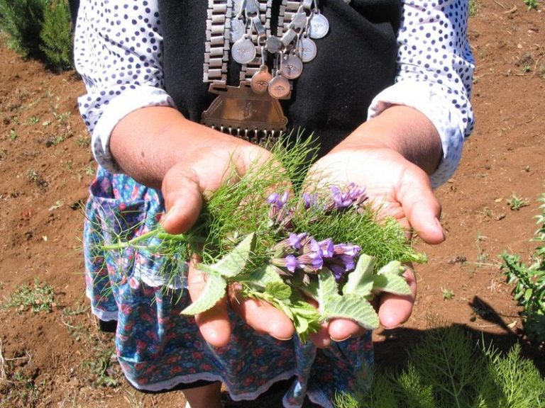 Pueblos indígenas se aíslan y acuden a la medicina ancestral ante la pandemia