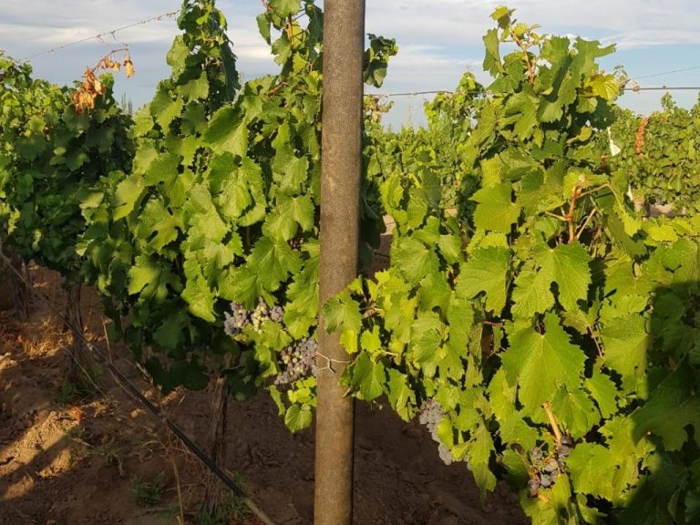 Transforman residuos plásticos en postes para evitar la tala de más de un millón de árboles 4 Transforman residuos plásticos en postes para evitar la tala de más de un millón de árboles