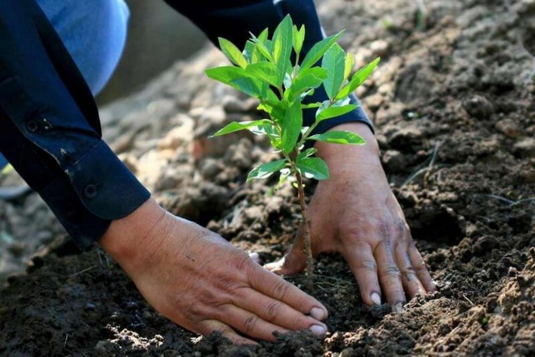 Un proyecto al rescate de las Yungas 4 Un proyecto al rescate de las Yungas