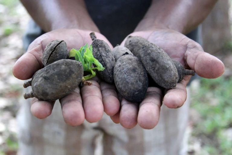 ‘O cambiamos o morimos’: el proyecto de agricultura radical en el Amazonas
