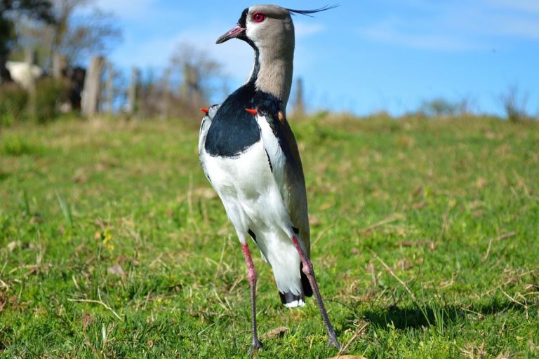 Drones e Inteligencia artificial para proteger a las aves amenazadas 1 Drones e Inteligencia artificial para proteger a las aves amenazadas
