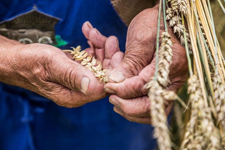 Terra Madre durará 6 meses y será digital y presencial 8 Terra Madre durará 6 meses y será digital y presencial