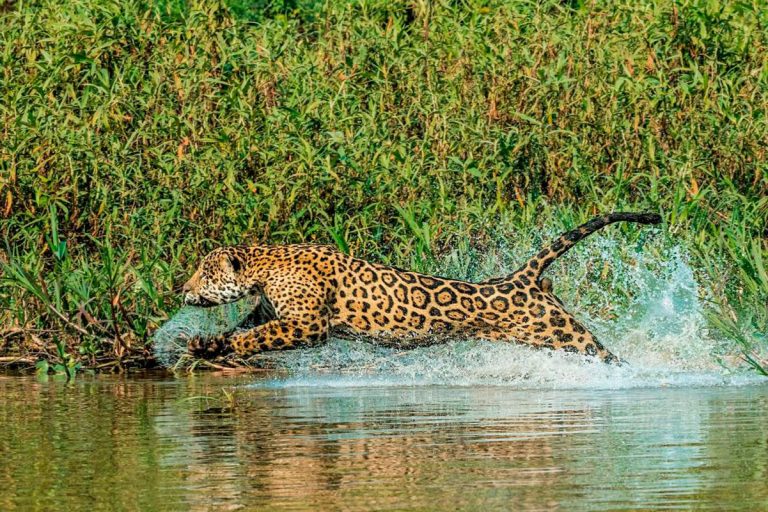 Los jaguares enfrentan a una grave amenaza: la medicina china 3 Los jaguares enfrentan a una grave amenaza: la medicina china