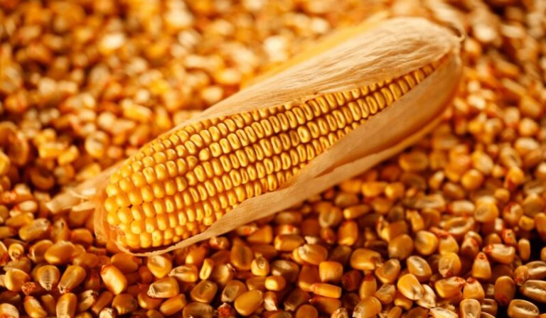 Maíz transgénico resistente a doce pesticidas: un cóctel venenoso 5 Maíz transgénico resistente a doce pesticidas: un cóctel venenoso