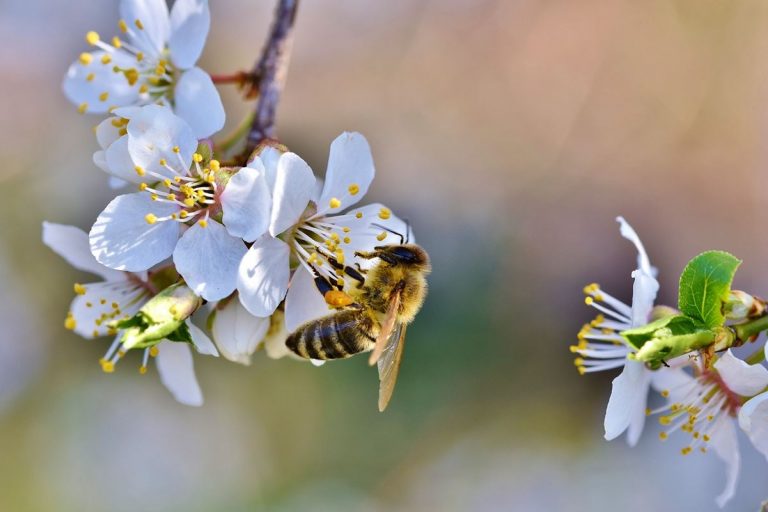 Cultivos alimentarios clave son afectados por falta de abejas 8 Cultivos alimentarios clave son afectados por falta de abejas
