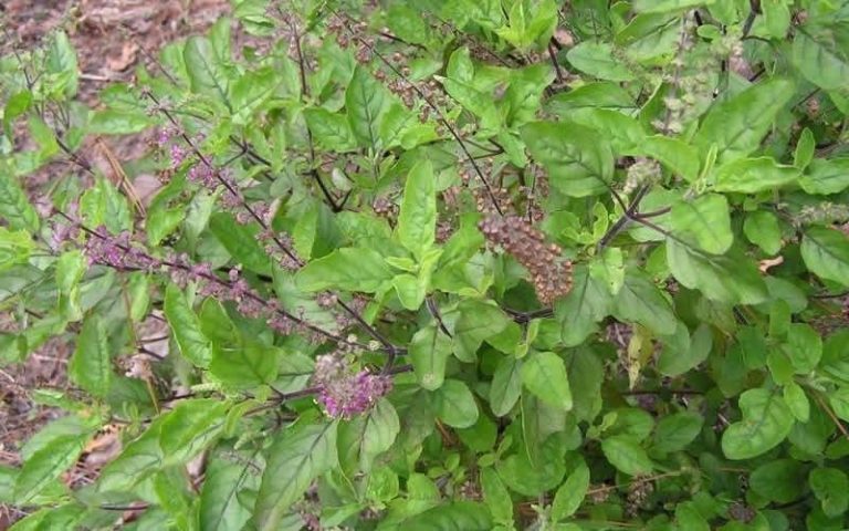 Conoce la Tulsi, una albahaca sagrada 6 Conoce la Tulsi, una albahaca sagrada