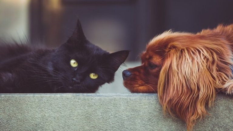 En Suiza se debate que los derechos de los animales domésticos se incluyan en la Constitución 5 En Suiza se debate que los derechos de los animales domésticos se incluyan en la Constitución