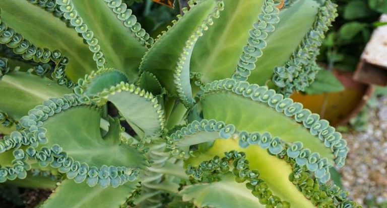 El aranto (kalanchoe) protege el corazón, es antiestrés y ¿cura el cáncer? 6 El aranto (kalanchoe) protege el corazón, es antiestrés y ¿cura el cáncer?