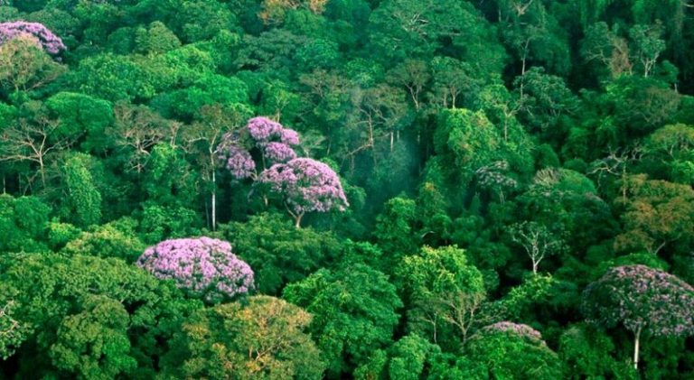 Complejidad de los bosques tropicales y reactivación económica 5 Complejidad de los bosques tropicales y reactivación económica