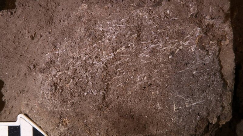 Los humanos usaban camas de hierba hace 200.000 años 2 camas lechos, hierbas, cenizas, insectos, prehistoria, arqueología