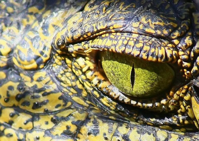 ¿En qué se parecen las lágrimas de los humanos a las de las aves y los reptiles? 10 ¿En qué se parecen las lágrimas de los humanos a las de las aves y los reptiles?