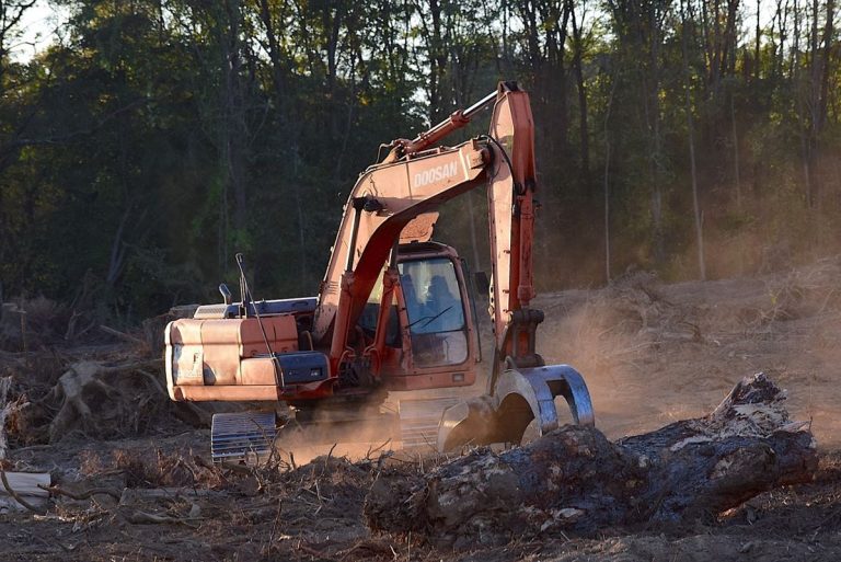 La deforestación continua nos condenará a la extinción, advierten los expertos 10 La deforestación continua nos condenará a la extinción, advierten los expertos