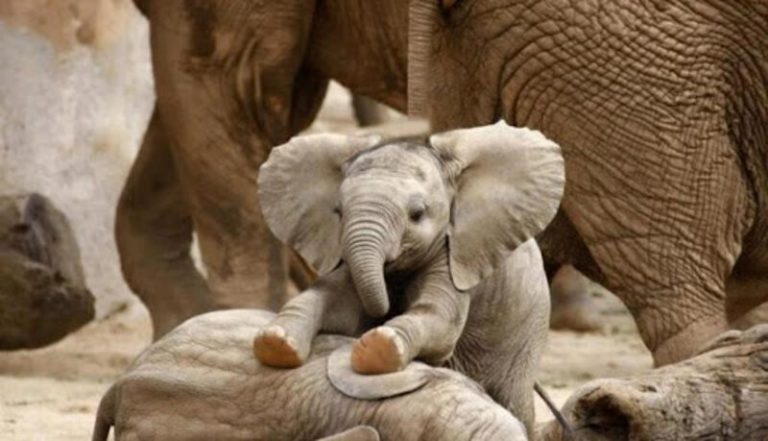 Día Mundial del Elefante: la crueldad hacia estos animales se encuentra en ascenso 1 Día Mundial del Elefante: la crueldad hacia estos animales se encuentra en ascenso