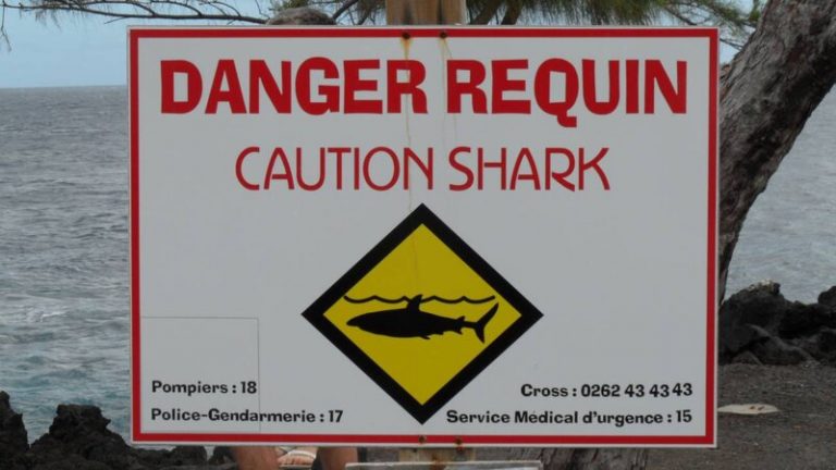 Una isla francesa cerró sus playas por ataques de tiburones 6 Una isla francesa cerró sus playas por ataques de tiburones