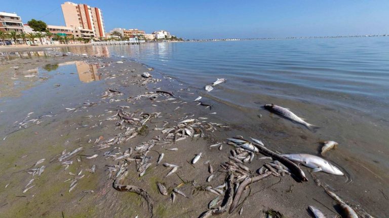 El Mar de España que en pocos años se convirtió en una sopa tóxica 10 El Mar de España que en pocos años se convirtió en una sopa tóxica