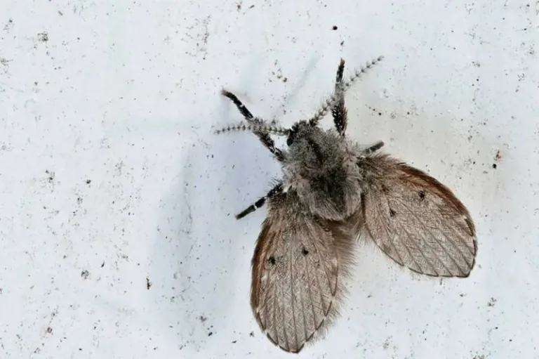 Por qué no deberías matar a las Mosquitas del baño 1 Por qué no deberías matar a las Mosquitas del baño