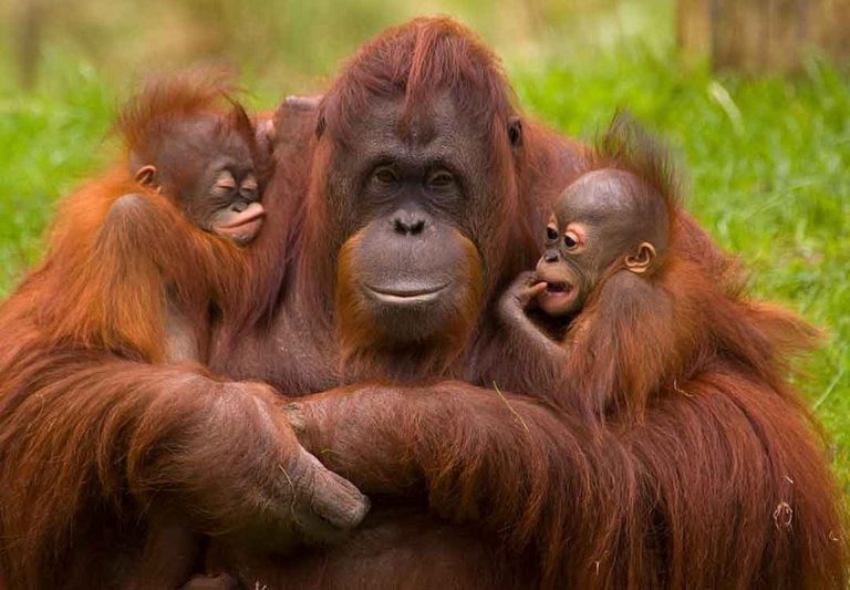 Varias especies en peligro de extinción pueden contagiarse Covid-19