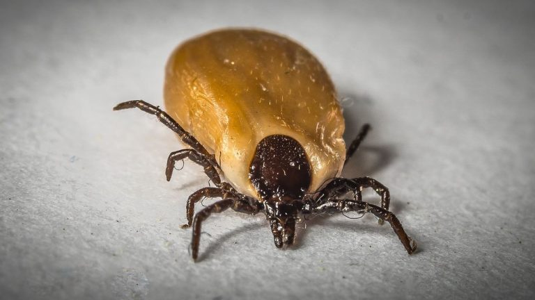 Por qué los parásitos deberían figurar en los planes de conservación globales 1 Por qué los parásitos deberían figurar en los planes de conservación globales