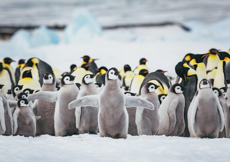 Más de 10 nuevas colonias de pingüinos en la Antártida 9 Más de 10 nuevas colonias de pingüinos en la Antártida