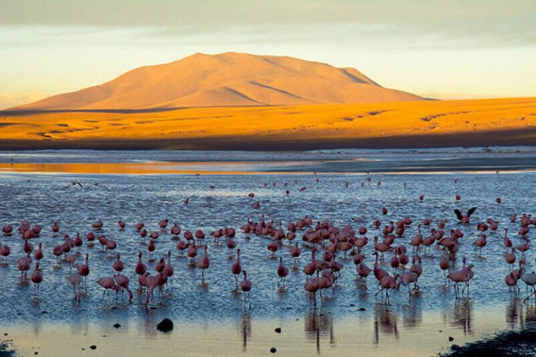 Declaración por el Salar de Atacama y los Humedales Altoandinos de Chile frente al avance del extractivismo minero 2 Declaración por el Salar de Atacama y los Humedales Altoandinos de Chile frente al avance del extractivismo minero