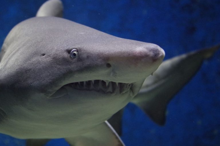 Pesca desbocada: Cada año se matan unos 100 millones de tiburones 3 Pesca desbocada: Cada año se matan unos 100 millones de tiburones