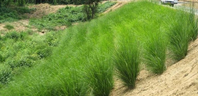 Vetiver, la planta que está descontaminando el planeta 6 Vetiver, la planta que está descontaminando el planeta