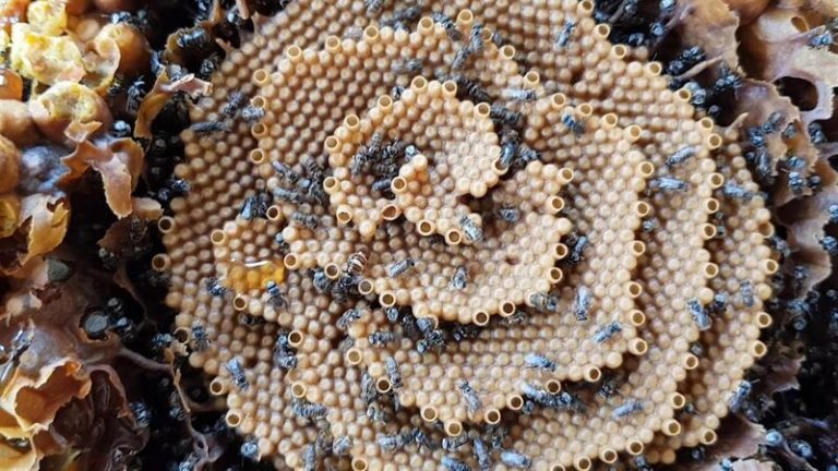 Qué patrones matemáticos siguen las abejas para fabricar sus perfectos panales 8 Qué patrones matemáticos siguen las abejas para fabricar sus perfectos panales