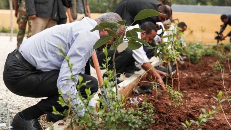 Etiopía plantó 350 millones de arboles en un día… ¿Será cierto?