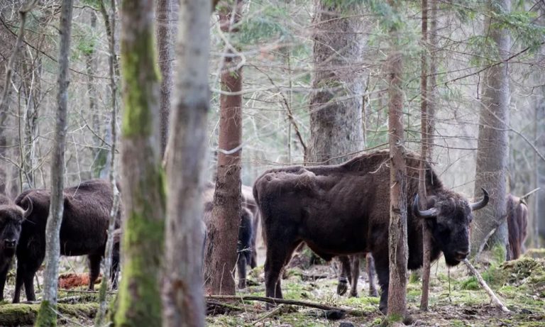 El bisonte salvaje regresará al Reino Unido después de 6.000 años