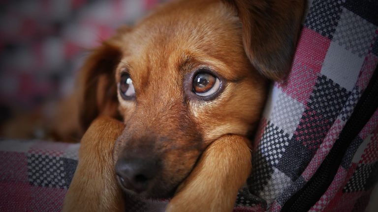 Cuáles son los mejores cuidados para mascotas