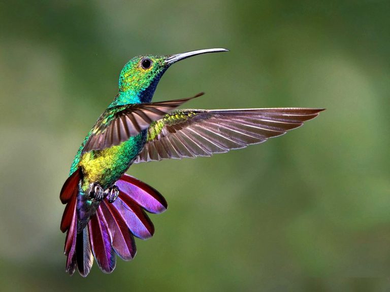 Descubren gran secreto del colibrí, para conservar su energía 3 Descubren gran secreto del colibrí, para conservar su energía