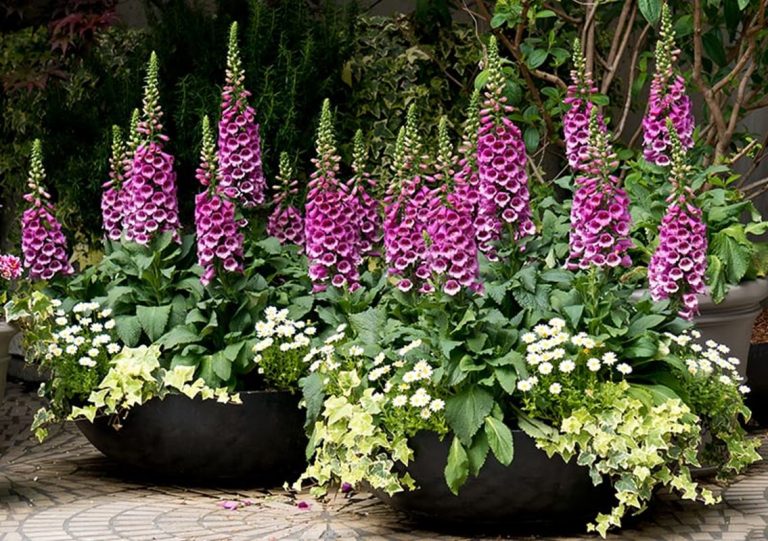 Dedalera: conoce más sobre esta planta medicinal y ornamental 4 Dedalera: conoce más sobre esta planta medicinal y ornamental