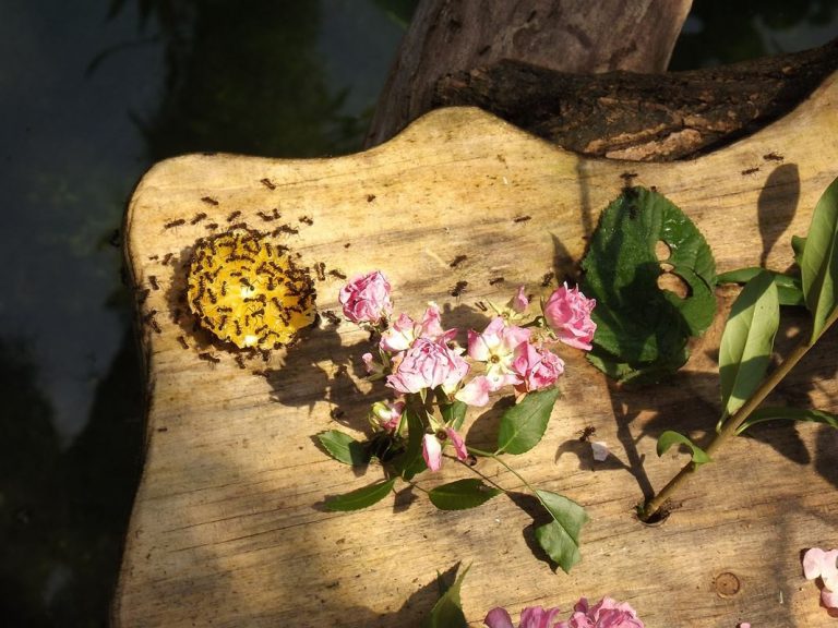 Atraer insectos a las trampas puede ayudar a reducir el uso de insecticidas