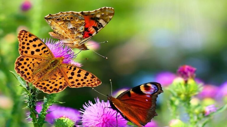 Un jardín de mariposas, cómo atraerlas... 8 Un jardín de mariposas, cómo atraerlas…