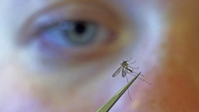 Por qué Florida liberará 750 millones de mosquitos modificados genéticamente 7 Por qué Florida liberará 750 millones de mosquitos modificados genéticamente