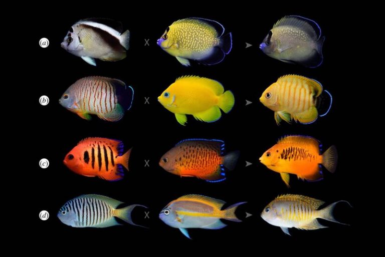 Por qué algunos peces tropicales se están volviendo más coloridos 3 Por qué algunos peces tropicales se están volviendo más coloridos