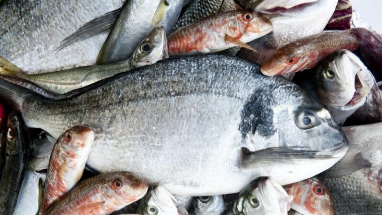 Diseñan nuevas baterías sostenibles a partir de colágeno de pescado 10 Diseñan nuevas baterías sostenibles a partir de colágeno de pescado