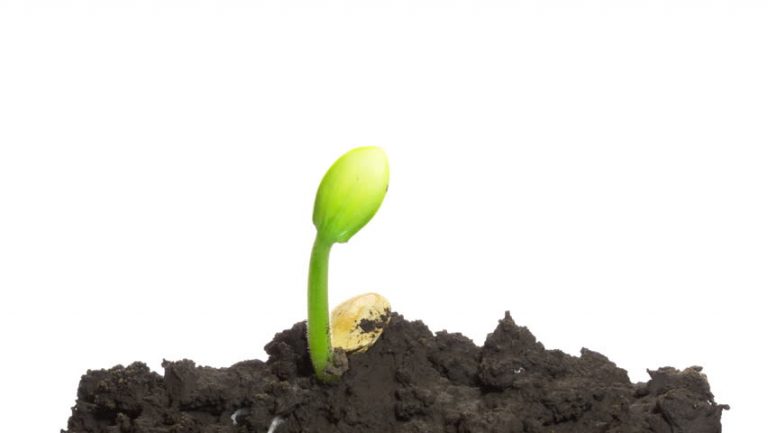Hermoso timelapse de cómo crecen las plantas 6 Hermoso timelapse de cómo crecen las plantas